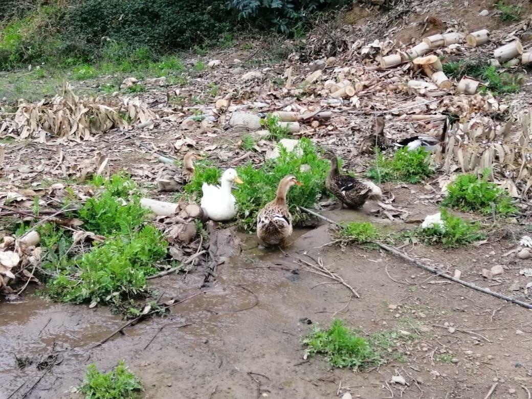 El Fogon De Rio Claro Ξενοδοχείο Εξωτερικό φωτογραφία